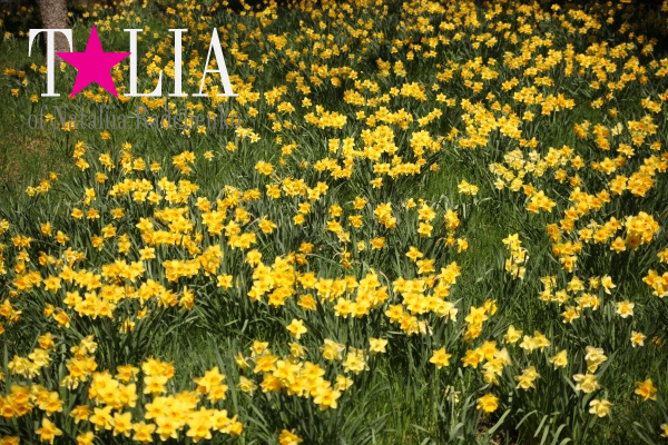 Бруклинский Ботанический Сад в Нью-Йорке (Brooklyn Botanic Garden)